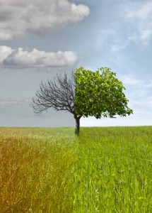 Tree with leaves on one half